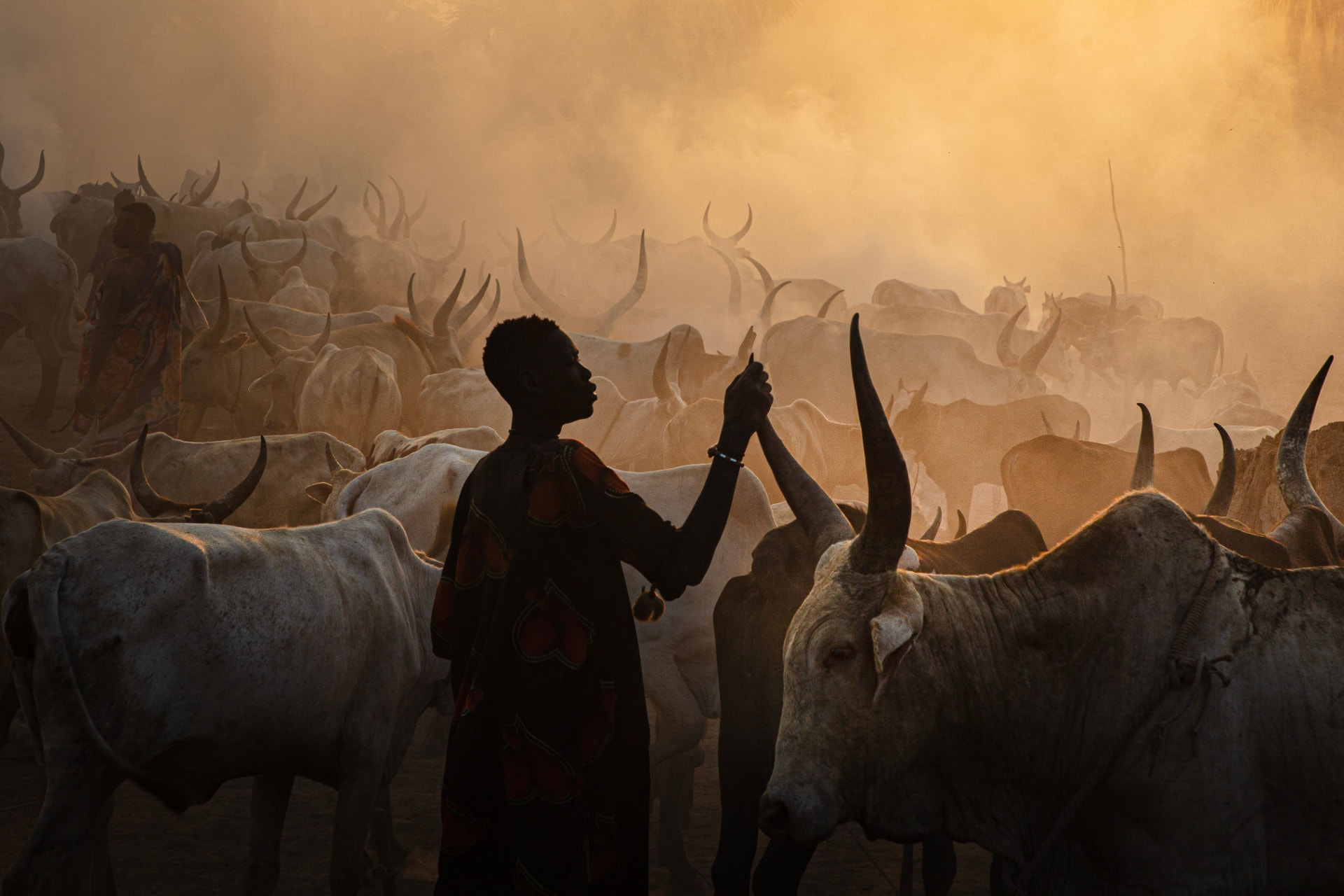 A herder silhouetted at sunset raises a hand among his long-horned cattle in golden dust
